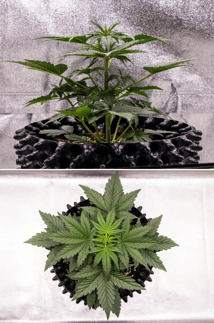 Plantă de canabis NYC Sour Diesel Auto în săptămâna 3 de creștere vegetativă, ajungând la aproximativ 38 cm, cu creștere verticală viguroasă, structură dreaptă, noduri inferioare compacte și preflori clar vizibile sub lumină LED