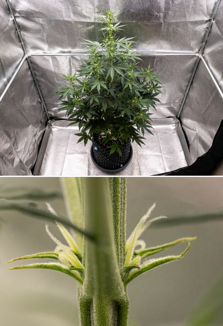 Plantă de canabis NYC Sour Diesel Auto în săptămâna 4 de înflorire, ajungând la aproximativ 97 cm, cu întindere agresivă, structură înaltă și deschisă, spațiere mai mare în partea superioară și primele locuri de formare a florilor sub lumină LED