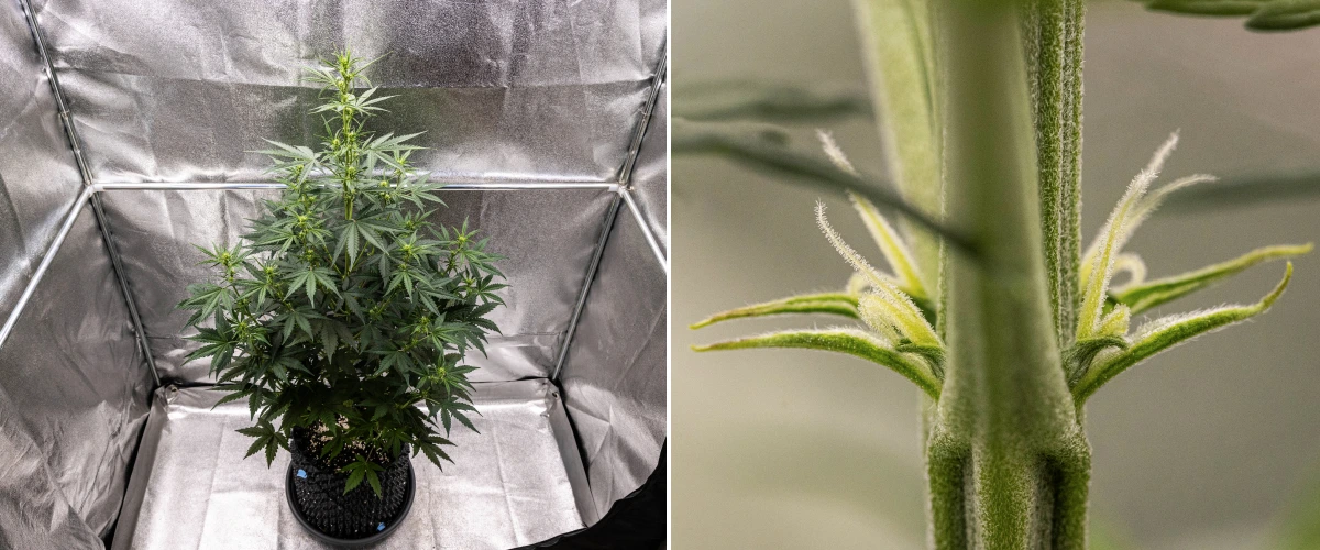 Plantă de canabis NYC Sour Diesel Auto în săptămâna 4 de înflorire, ajungând la aproximativ 97 cm, cu întindere agresivă, structură înaltă și deschisă, spațiere mai mare în partea superioară și primele locuri de formare a florilor sub lumină LED