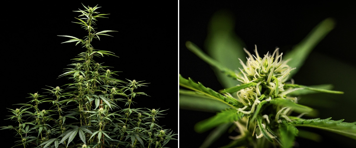 Plantă de canabis NYC Sour Diesel Auto în săptămâna 5 de înflorire, ajungând la aproximativ 120 cm, cu întindere continuă, locuri de formare a florilor extinse pe toată coroana și formare constantă a florilor în afara cortului de cultivare