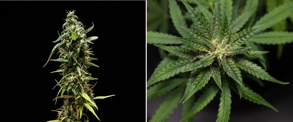 Plantă de canabis NYC Sour Diesel Auto în săptămâna 8 de înflorire, cu tricomi lăptoși, flori compacte și aromate, producție intensă de rășină și o cola superioară ușor mai puțin matură aproape de recoltare