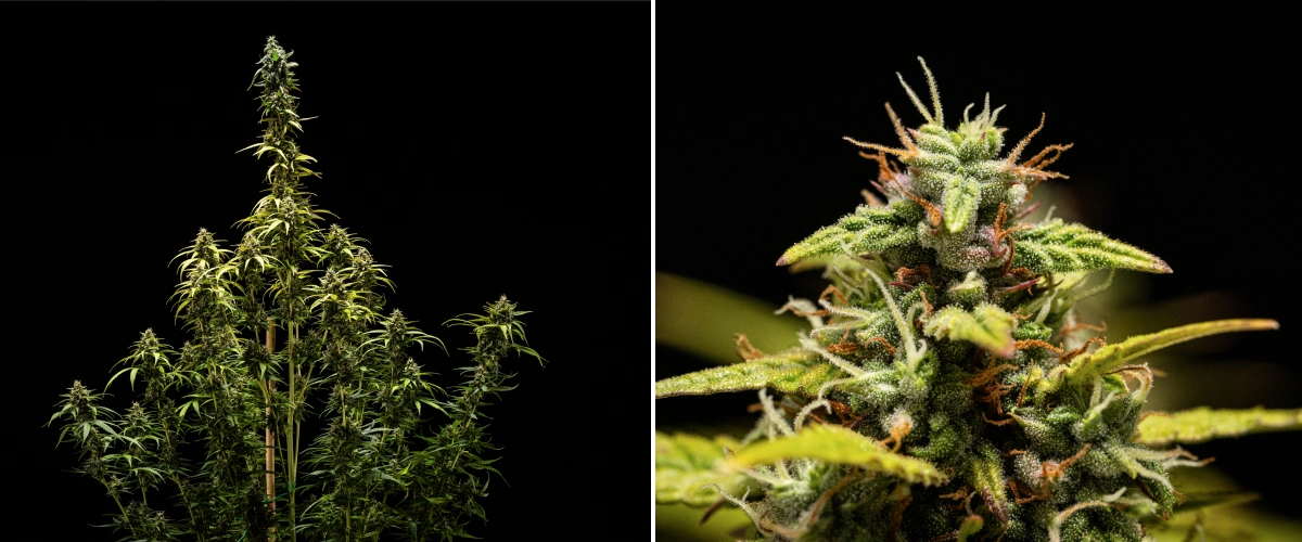 Plantă de canabis NYC Sour Diesel Auto în săptămâna 9 de înflorire la recoltare, cu tricomi în mare parte lăptoși, flori dense, structură înaltă și ușor stres luminos pe cola superioară