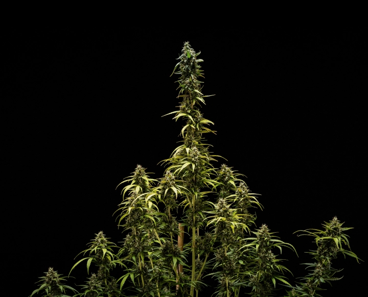 Rezultatele finale ale NYC Sour Diesel Auto