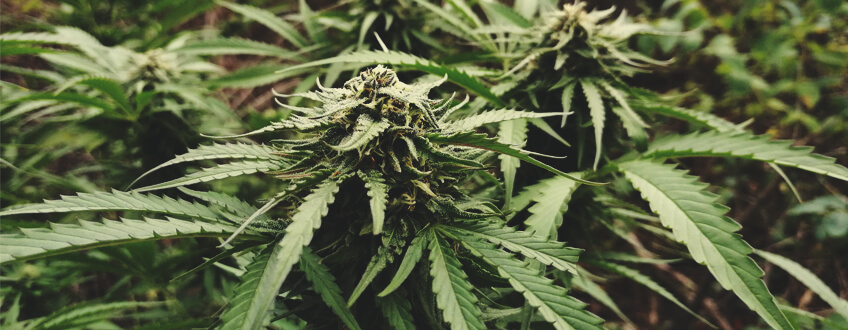 Northern Light Auto Northern Light Auto
