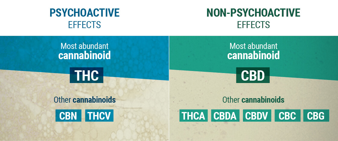 Psychoactive and Non-Psychoactive Effects