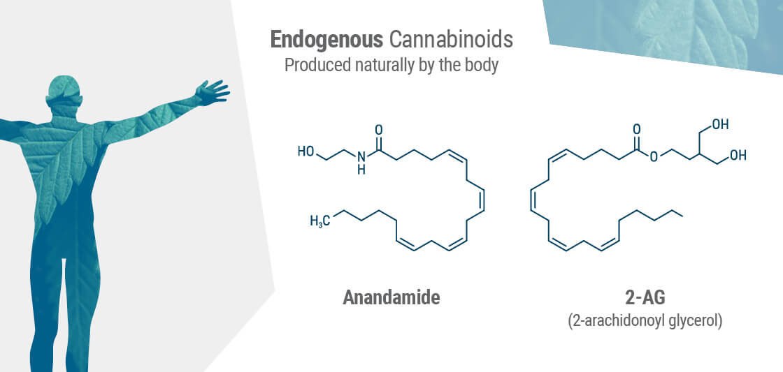 Sistemul endocanabinoid are două tipuri de receptori principali: CB1 și CB2