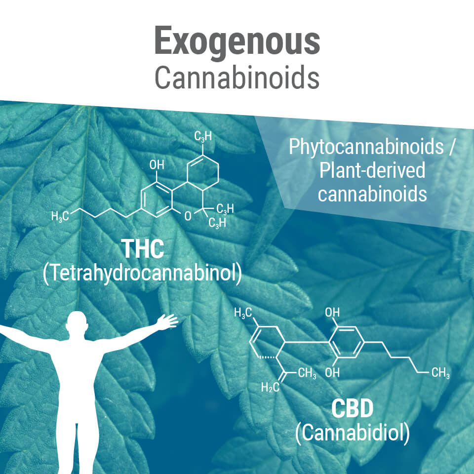 Exogenous Cannabinoids