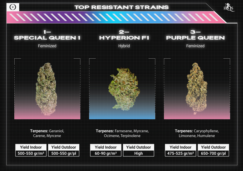 Top RQS Sativa Strains