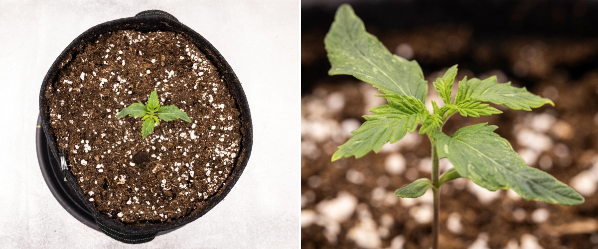 Raport de creștere Royal Creamatic: săptămâna 1, creșterea răsadului Răsad de canabis Royal Creamatic în săptămâna 1, cu creștere timpurie, frunze verzi, ușoară deformare a frunzelor și sol bogat în perlit.