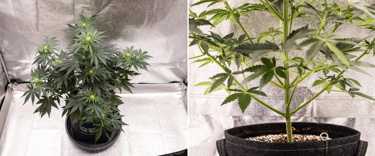Raport de creștere Royal Creamatic: săptămâna 5, dezvoltarea florilor Plantă de canabis Royal Creamatic în săptămâna 5, cu flori în dezvoltare, frunziș verde sănătos, ramuri puternice și o structură de înflorire echilibrată.