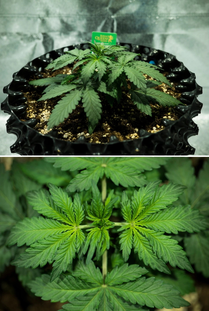 Raport de creștere Royal Dwarf: săptămâna 2, creștere vegetativă Plantă de canabis Royal Dwarf în săptămâna 2, cu creștere vegetativă compactă, frunze verzi sănătoase, internoduri scurte și sol bogat în perlit.