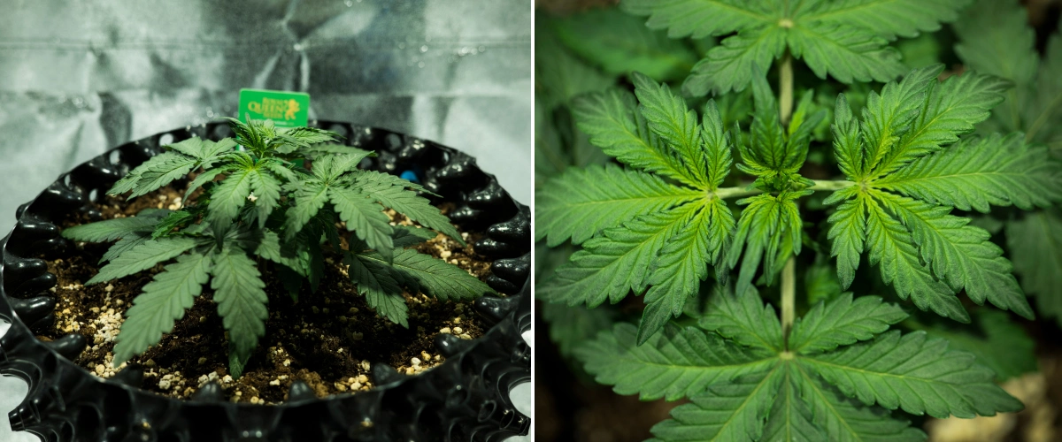 Raport de creștere Royal Dwarf: săptămâna 2, creștere vegetativă Plantă de canabis Royal Dwarf în săptămâna 2, cu creștere vegetativă compactă, frunze verzi sănătoase, internoduri scurte și sol bogat în perlit.