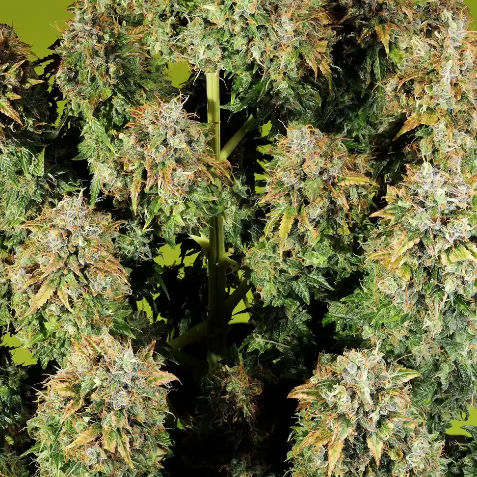 Royal Haze Automatic