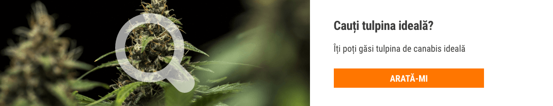 Cannabis Seedfinder