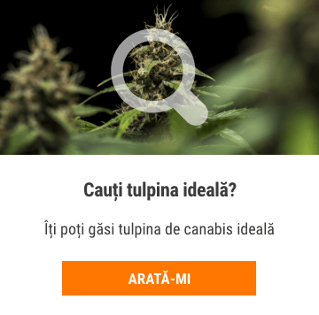Cannabis Seedfinder