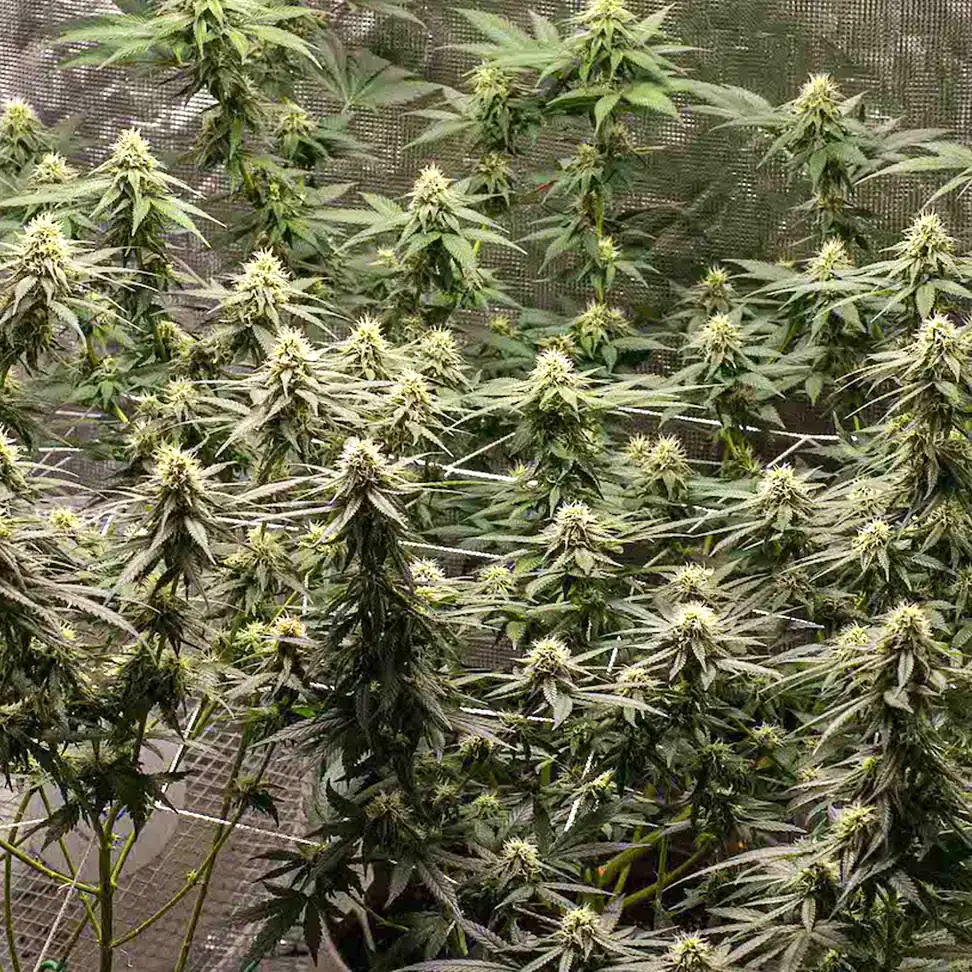 Shining Silver Haze
