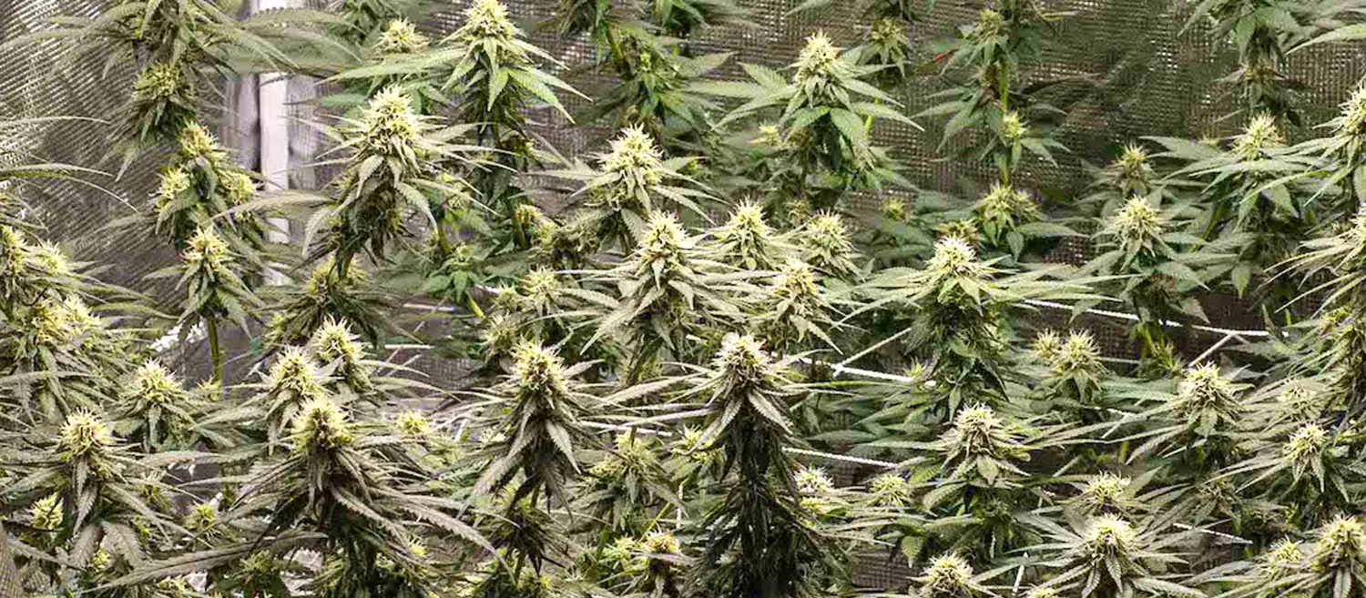Shining Silver Haze