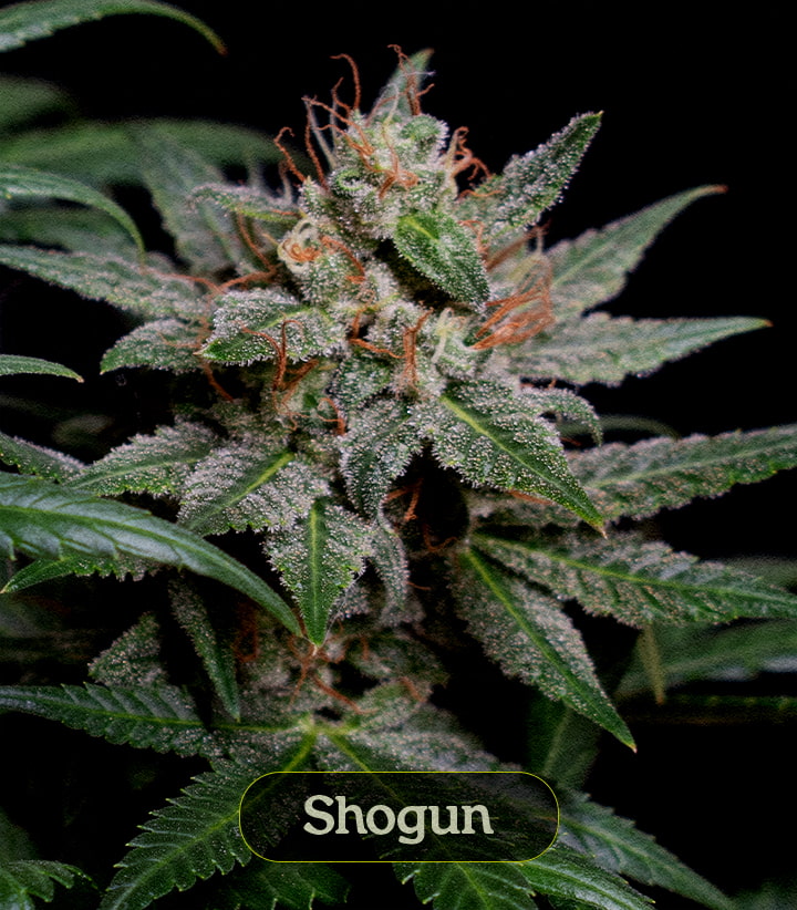 Shogun Shogun