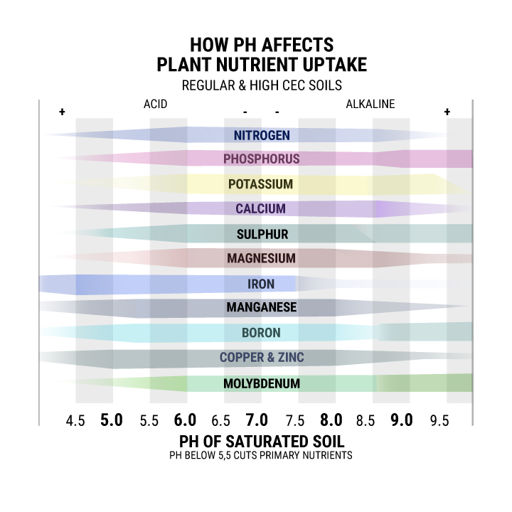 How PH Affects Plant Nutrient Uptake
