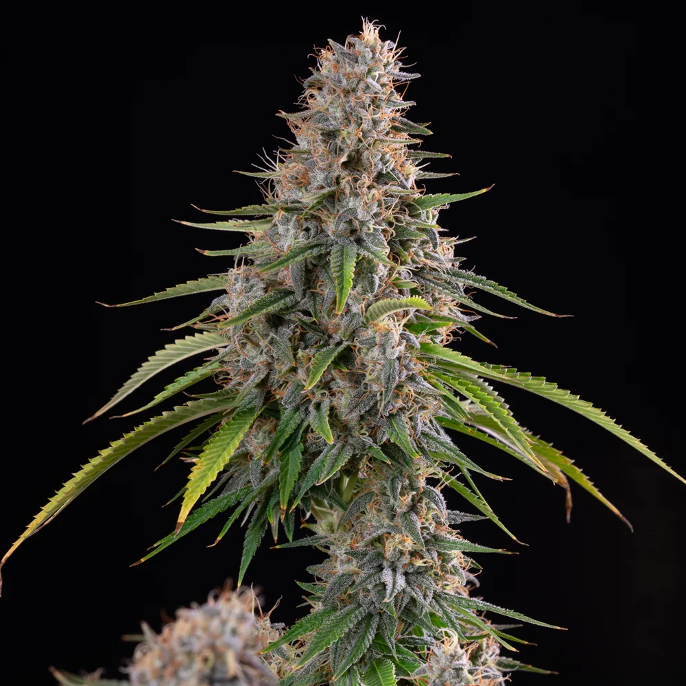 Sticky Queen