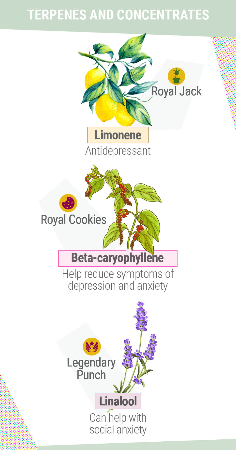 TERPENELE ȘI CONCENTRATELE