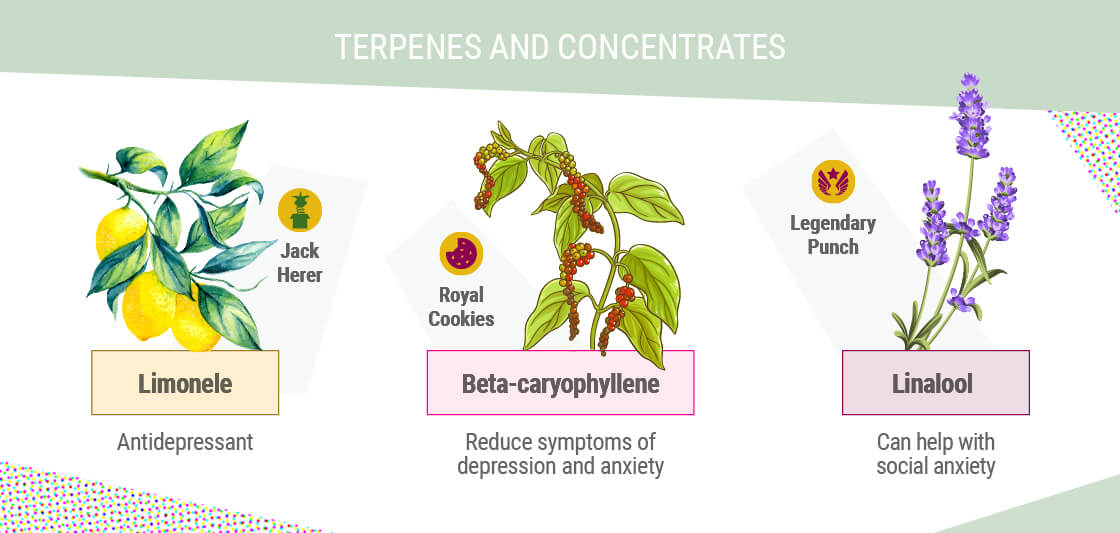 TERPENELE ȘI CONCENTRATELE