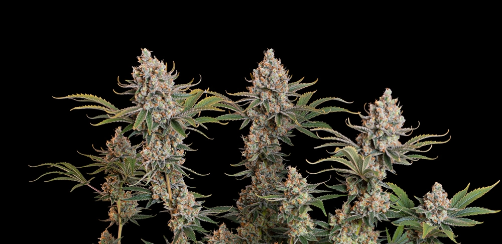 Trainwreck Auto