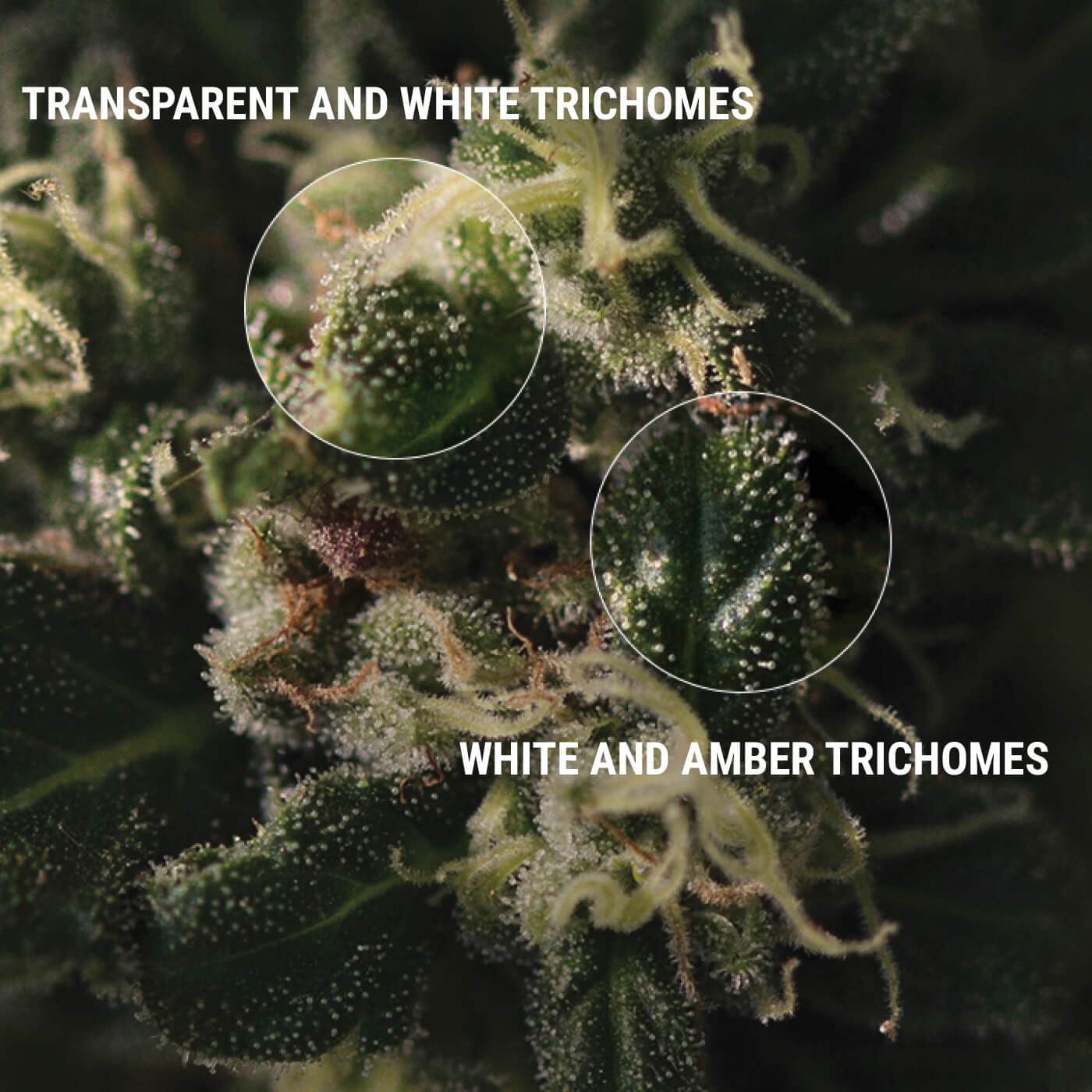 HOW TO INSPECT YOUR TRICHOMES