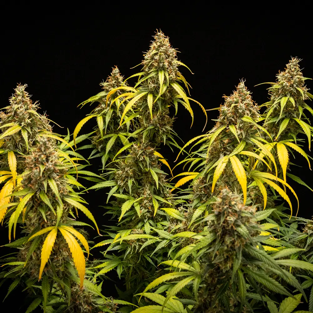 Triple G Auto