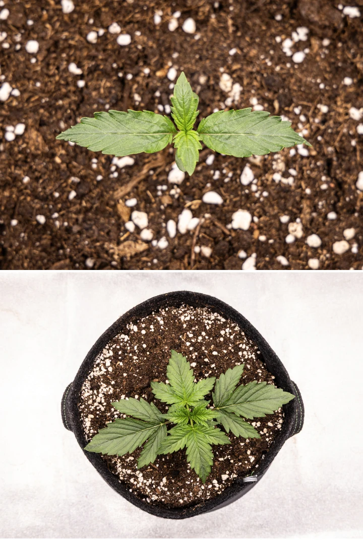 Grow report Wedding Cake Auto: săptămâna 1, stadiul de răsad Răsad de canabis Wedding Cake Auto care crește în sol în săptămâna 1 a grow reportului, arătând dezvoltarea timpurie a frunzelor, creștere verde sănătoasă, substrat bogat în perlit și un ghiveci textil.
