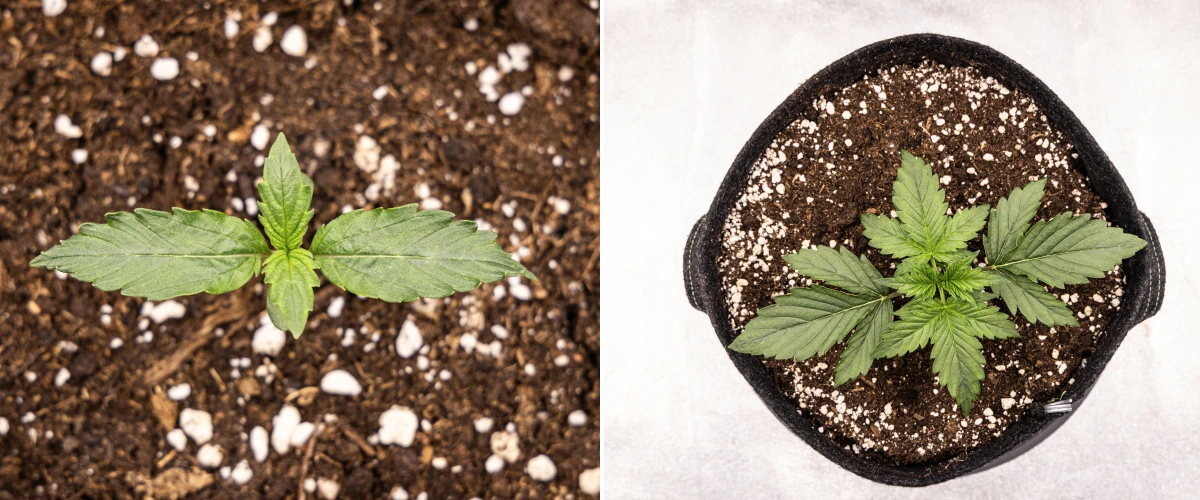 Grow report Wedding Cake Auto: săptămâna 1, stadiul de răsad Răsad de canabis Wedding Cake Auto care crește în sol în săptămâna 1 a grow reportului, arătând dezvoltarea timpurie a frunzelor, creștere verde sănătoasă, substrat bogat în perlit și un ghiveci textil.
