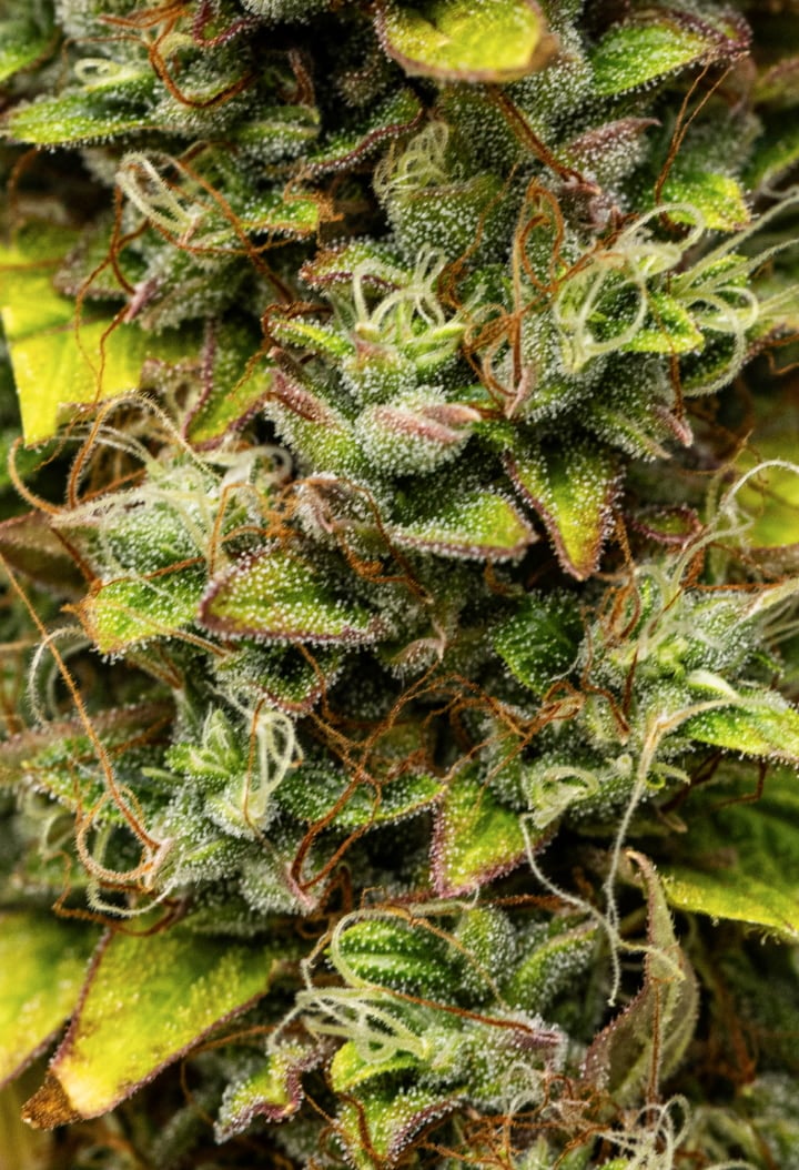 Grow report Wedding Cake Auto: săptămâna 12, flori gata de recoltare Prim-plan cu flori de canabis Wedding Cake Auto în săptămâna 12 a grow reportului, arătând flori rășinoase gata de recoltare, acoperire densă de tricomi, pistili portocalii și frunze de sfârșit de înflorire care se decolorează.
