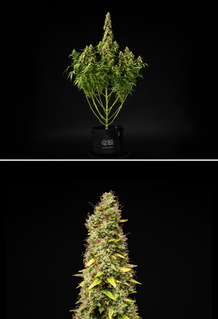 Grow report Wedding Cake Auto: săptămâna 11, maturare finală Plantă de canabis Wedding Cake Auto în săptămâna 11 a grow reportului, arătând o structură înaltă și matură, flori dense și rășinoase, pistili portocalii, frunze care se decolorează și maturare finală pe fundal negru.