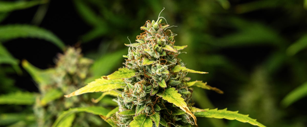 Grow report Wedding Cake Auto: săptămâna 10, rășină și densitate Prim-plan cu flori de canabis Wedding Cake Auto în săptămâna 10 a grow reportului, arătând flori dense și rășinoase, pistili portocalii, tricomi înghețați și frunze de sfârșit de înflorire care se decolorează.