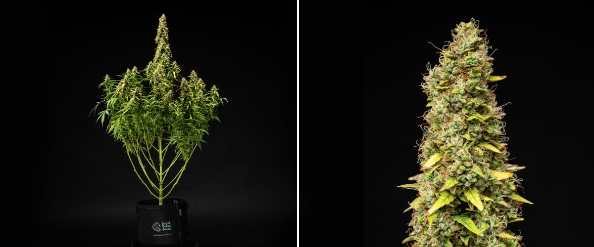 Grow report Wedding Cake Auto: săptămâna 11, maturare finală Plantă de canabis Wedding Cake Auto în săptămâna 11 a grow reportului, arătând o structură înaltă și matură, flori dense și rășinoase, pistili portocalii, frunze care se decolorează și maturare finală pe fundal negru.