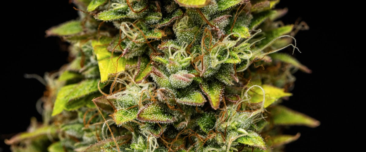 Grow report Wedding Cake Auto: săptămâna 12, flori gata de recoltare Prim-plan cu flori de canabis Wedding Cake Auto în săptămâna 12 a grow reportului, arătând flori rășinoase gata de recoltare, acoperire densă de tricomi, pistili portocalii și frunze de sfârșit de înflorire care se decolorează.