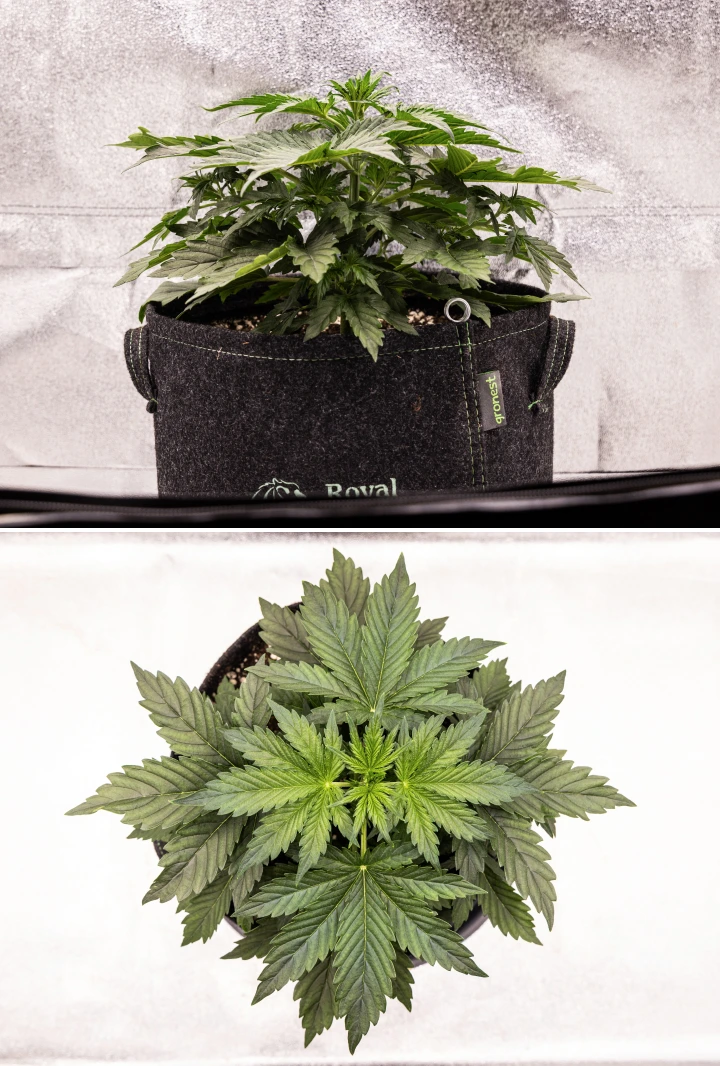 Grow report Wedding Cake Auto: săptămâna 4, înflorire timpurie Plantă de canabis Wedding Cake Auto care crește într-un ghiveci textil în săptămâna 4 a grow reportului, arătând primele semne de înflorire, creștere verticală puternică, frunziș sănătos și pistili albi la nodurile tulpinii.