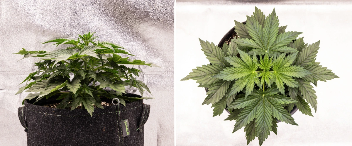 Grow report Wedding Cake Auto: săptămâna 2, creștere vegetativă Plantă de canabis Wedding Cake Auto care crește într-un ghiveci textil în săptămâna 2 a grow reportului, arătând dezvoltare vegetativă densă, frunze verzi late, structură compactă și frunziș sănătos.