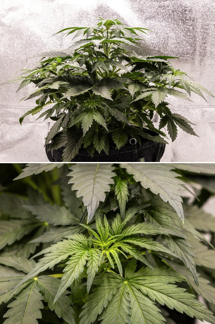 Grow report Wedding Cake Auto: săptămâna 3, creștere de preînflorire Plantă de canabis Wedding Cake Auto care crește într-un ghiveci textil în săptămâna 3 a grow reportului, arătând frunziș verde dens, structură compactă și stufoasă, creștere nouă în partea superioară și dezvoltare timpurie de preînflorire.