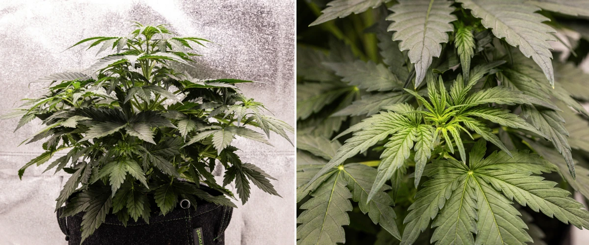 Grow report Wedding Cake Auto: săptămâna 3, creștere de preînflorire Plantă de canabis Wedding Cake Auto care crește într-un ghiveci textil în săptămâna 3 a grow reportului, arătând frunziș verde dens, structură compactă și stufoasă, creștere nouă în partea superioară și dezvoltare timpurie de preînflorire.