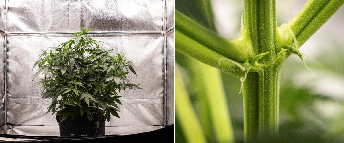 Grow report Wedding Cake Auto: săptămâna 4, înflorire timpurie Plantă de canabis Wedding Cake Auto care crește într-un ghiveci textil în săptămâna 4 a grow reportului, arătând primele semne de înflorire, creștere verticală puternică, frunziș sănătos și pistili albi la nodurile tulpinii.