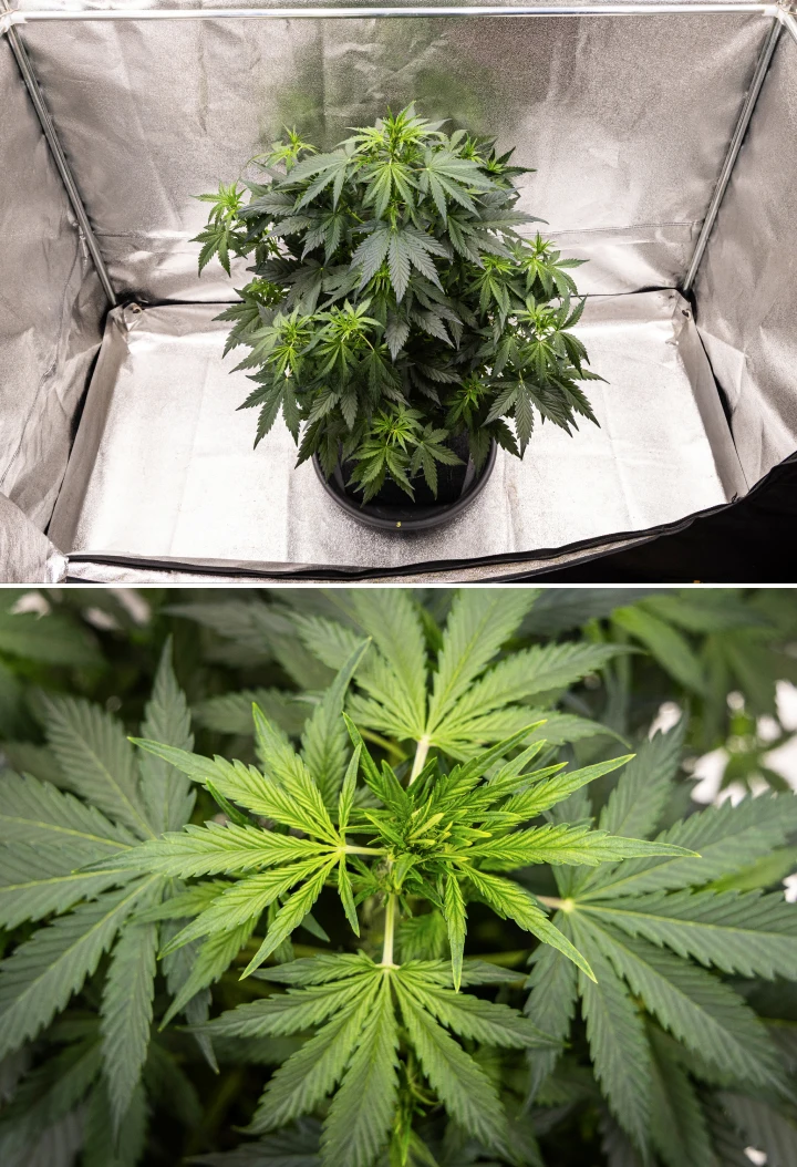 Grow report Wedding Cake Auto: săptămâna 5, dezvoltare timpurie a florilor Plantă de canabis Wedding Cake Auto care crește într-un ghiveci textil în săptămâna 5 a grow reportului, arătând creștere verticală puternică, dezvoltare timpurie a florilor, frunziș verde sănătos și mai multe locuri de înflorire.