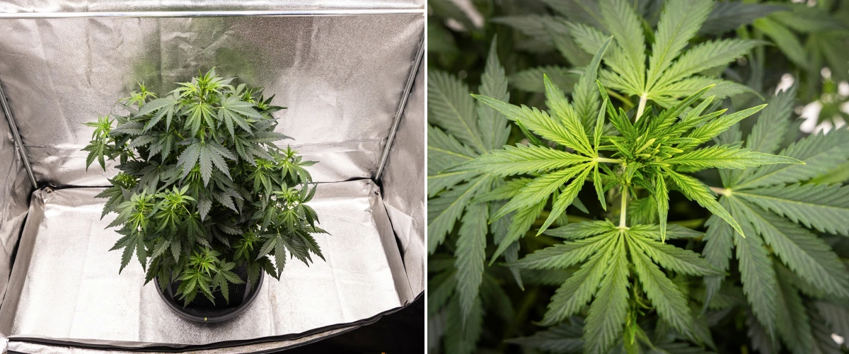 Grow report Wedding Cake Auto: săptămâna 5, dezvoltare timpurie a florilor Plantă de canabis Wedding Cake Auto care crește într-un ghiveci textil în săptămâna 5 a grow reportului, arătând creștere verticală puternică, dezvoltare timpurie a florilor, frunziș verde sănătos și mai multe locuri de înflorire.