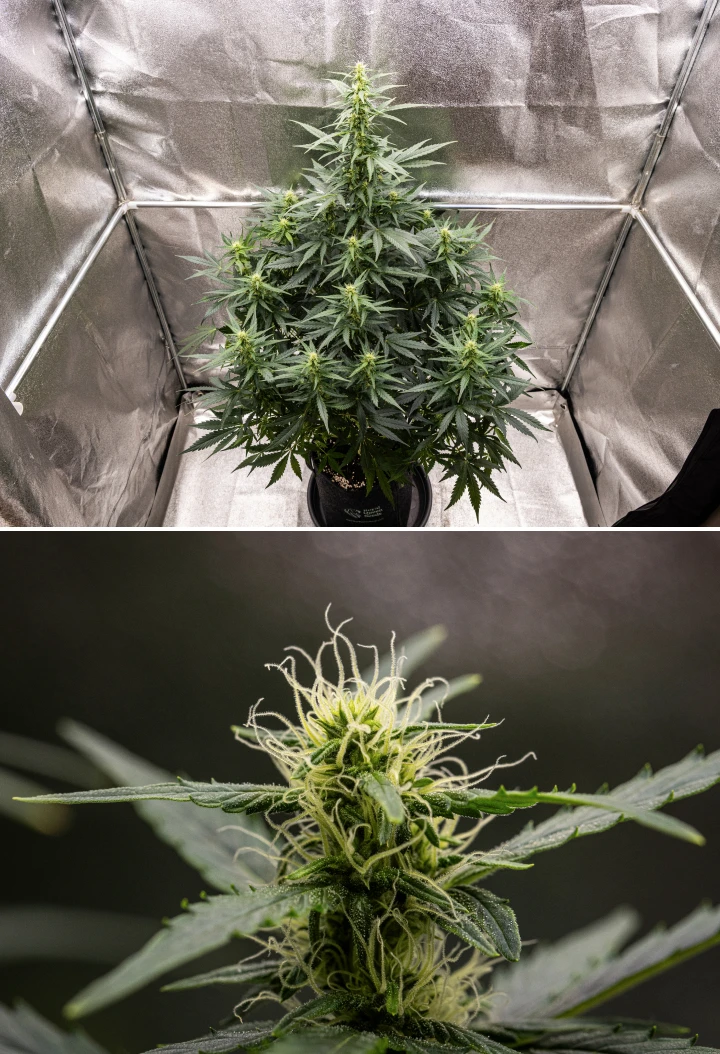 Grow report Wedding Cake Auto: săptămâna 6, flori în înflorire Plantă de canabis Wedding Cake Auto care crește într-un ghiveci textil în săptămâna 6 a grow reportului, arătând creștere înaltă în înflorire, flori în dezvoltare, pistili albi proaspeți și frunze verzi sănătoase.