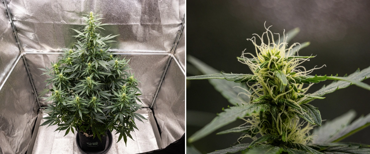 Grow report Wedding Cake Auto: săptămâna 6, flori în înflorire Plantă de canabis Wedding Cake Auto care crește într-un ghiveci textil în săptămâna 6 a grow reportului, arătând creștere înaltă în înflorire, flori în dezvoltare, pistili albi proaspeți și frunze verzi sănătoase.
