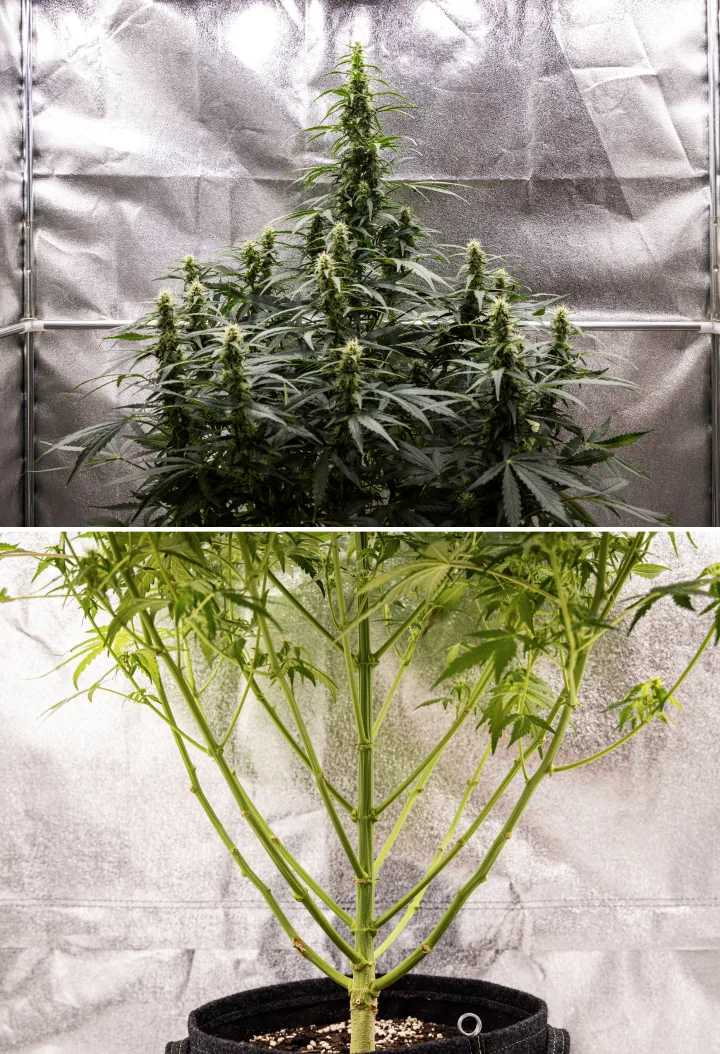 Grow report Wedding Cake Auto: săptămâna 7, stretch final Plantă de canabis Wedding Cake Auto în săptămâna 7 a grow reportului, arătând cola înalte înflorite, structură puternică a ramurilor, creștere inferioară tăiată, tulpini sănătoase și flori în dezvoltare.