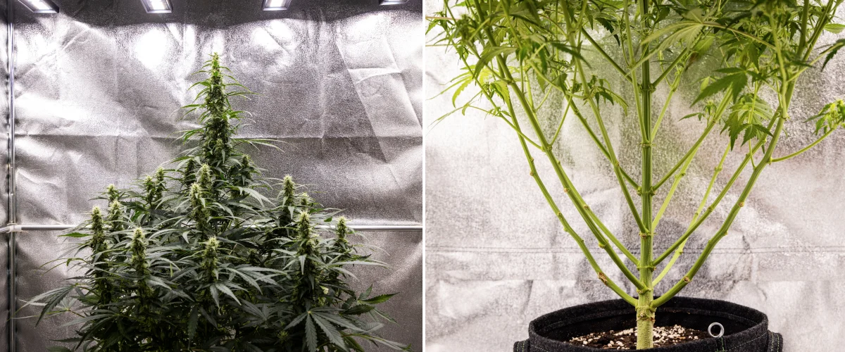 Grow report Wedding Cake Auto: săptămâna 7, stretch final Plantă de canabis Wedding Cake Auto în săptămâna 7 a grow reportului, arătând cola înalte înflorite, structură puternică a ramurilor, creștere inferioară tăiată, tulpini sănătoase și flori în dezvoltare.