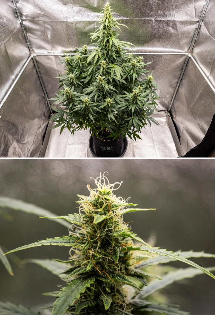 Grow report Wedding Cake Auto: săptămâna 8, flori rășinoase Plantă de canabis Wedding Cake Auto în săptămâna 8 a grow reportului, arătând dezvoltarea florilor rășinoase, pistili albi și portocalii, frunze de zahăr sănătoase și cola înalte înflorite.