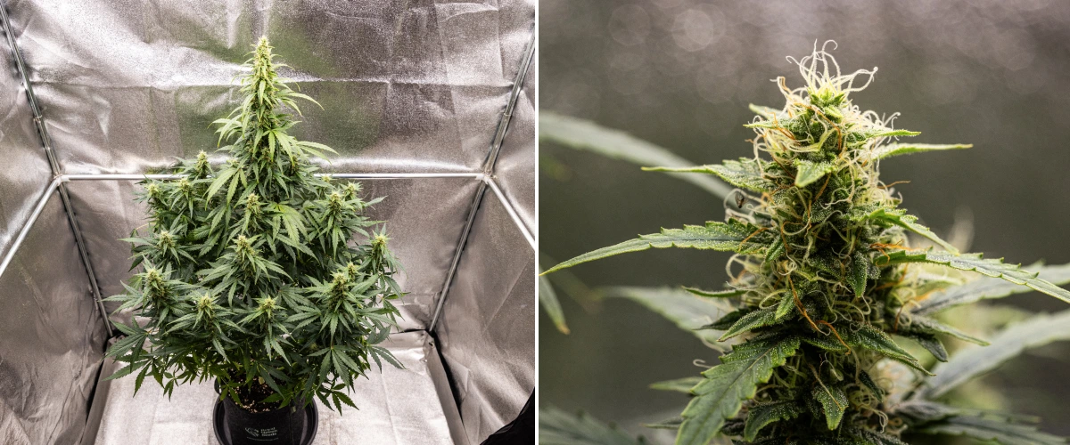 Grow report Wedding Cake Auto: săptămâna 8, flori rășinoase Plantă de canabis Wedding Cake Auto în săptămâna 8 a grow reportului, arătând dezvoltarea florilor rășinoase, pistili albi și portocalii, frunze de zahăr sănătoase și cola înalte înflorite.