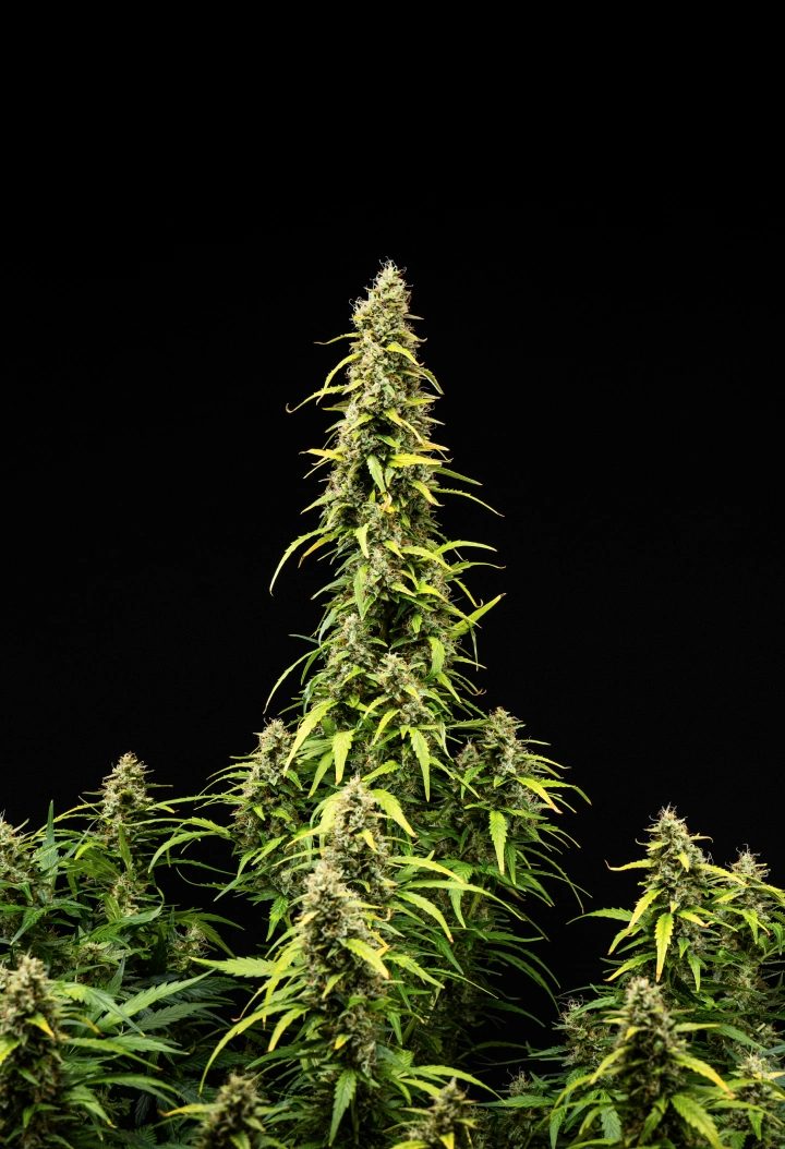 Grow report Wedding Cake Auto: săptămâna 9, maturarea florilor Plantă de canabis Wedding Cake Auto în săptămâna 9 a grow reportului, arătând cola înalte și mature, flori dense și rășinoase, frunze care se decolorează și dezvoltarea finală a înfloririi pe fundal negru.